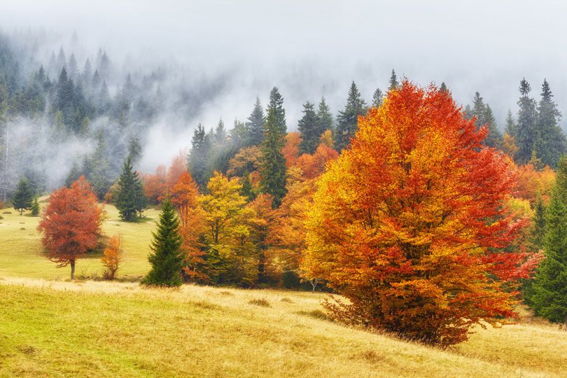 "Grazie alla sua capacità di fondere il calore del primo piano con la profondità eterea dello sfondo, Walden è la scelta ideale per portare la quiete maestosa del paesaggio alpino all'interno della tua casa, evocando il silenzio avvolgente che solo la vera montagna sa regalare." Carta da parati paesaggistica Walden: scena autunnale con nebbia. In primo piano, un grande albero rosso e arancione su prato dorato; sullo sfondo, bosco di pini verde scuro che sfuma nel bianco della nebbia.